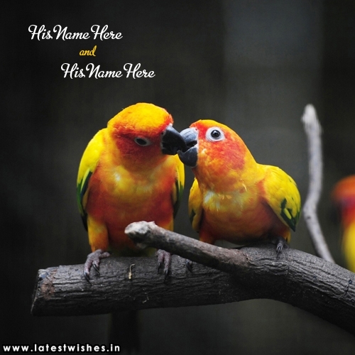 Parrots Love Bird Kissing Photo with couple Name